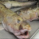 삼정식당 이미지