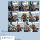 노바펫 이미지
