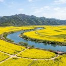 개비리길 펜션 | 창녕 낙동강 유채축제 1박 2일 완벽 가이드