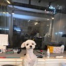 케이독 ST 이미지