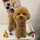 사랑옵개 이미지