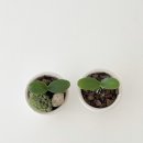 로자리안 이미지