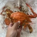 매천수산시장 가을꽃게제철 대구숫꽃게 가격정보 맛 후기!