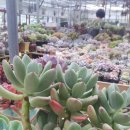 청성 Daum카페