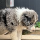 폼스하우스 이미지