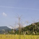 보드라미