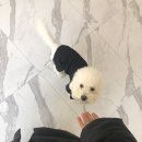 댕댕점빵 이미지