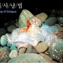 문어사냥 Daum카페