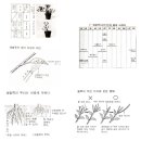 [분재 600선] 358~373. 수종별 분재가꾸기 요령 -왜철쭉(사쯔끼) 이미지