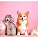 라엘동물병원 이미지