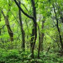 319,000원/동백꽃과 설국의 어울림/제주도 신년여행 /일주일살기(12.30-1.5일/6박7일)여행신청 이미지