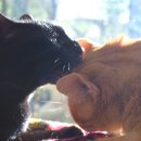 행복한고양이 이미지