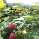 라즈베리 묘목 묘목판매 래드,라즈베리래드 라즈베리(RASPBERRY) 이미지