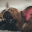 우리아이 동물메디컬센터 이미지