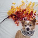 멍발머리 이미지