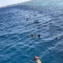 홍해 | 🌊 이집트 홍해 스킨스쿠버 내돈내산 후기 (Hurghada / Red Sea Diving)