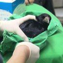 제주야생동물구조센터 이미지