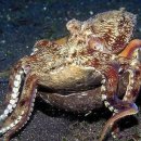 선비의 상징 ‘문어(文魚)’ 한시(漢詩)편 이미지