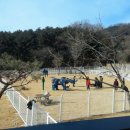 다독다독애견카페 이미지