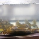 예당어죽 이미지