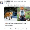 주토피아 Daum카페