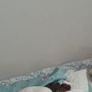 바보만두