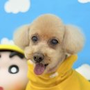 그루머로 이미지