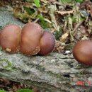 자연산 표고 버섯 이미지