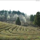 대한다원 이미지