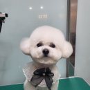 개멋 애견미용 이미지