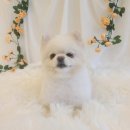 바니펫살롱 이미지