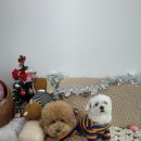 멍플러피 이미지