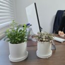 이동수 | 광주사주잘보는곳 서강명리 철학원, 이동수·성격·부모운까지 자세히 본 후기