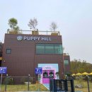 퍼피힐(PUPPY HILL) 이미지