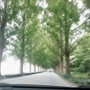 순창 메타세콰이어길 이미지