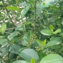 영신농장 이미지