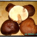 산골밥상 이미지