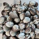 여수 (여자만 새꼬막)완료 이미지