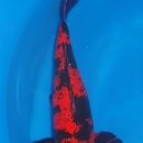 광릉금리원 이미지