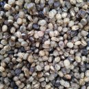 종삼농장 | 인삼, 산양삼 재배방법, 인삼씨 인삼모종(종삼) 판매 (231113 최신화)