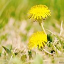 민들레 이미지
