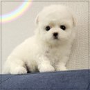 드림독 강아지분양 안심분양센터 김포점 이미지