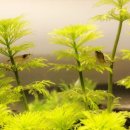 광명 꽃 수족관 이미지