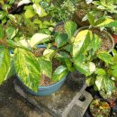 유원농장 이미지