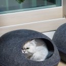 언제나동물병원
