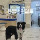 동물병원알루 | 건강검진] 과잉진료 없이 꼼꼼하고 친절한 반려견 건강검진 - 문정 동물병원알루 추천 (내돈내산 후기)