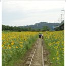 [20090821]안산 중앙역에서 고잔역까지 수인선 협궤열차 철길을 따라 - 2부
