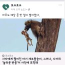 암사자 특별한 행동 (출연 개코 원숭이 어미와 새끼 암사자 숫사자 숫컷 원숭이) 이미지