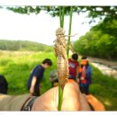 제213회 가족 숲 생태탐방 --통도사 연못 생물 알아보기 (마감되었습니다) 이미지