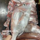 이번주 마지막발송 //자연산참돔/활낙지/홍어회무침/두절조기 판매합니다^^ 이미지